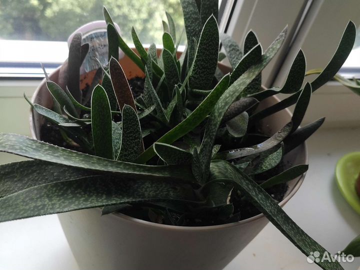 Суккулент гастерия горшок