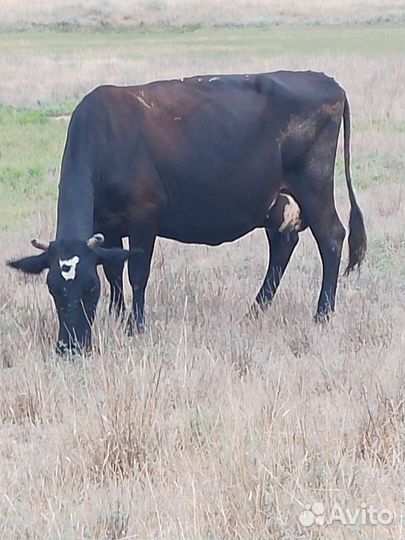 Коровы дойные
