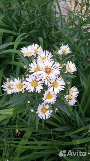 Астра летняя