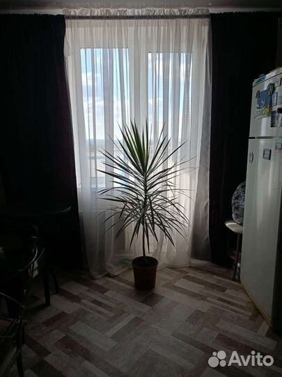 Пальма драцена