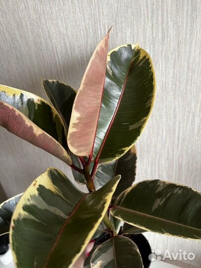 Фикус тинеке