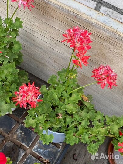 Пеларгония звездчатая (стеллар)