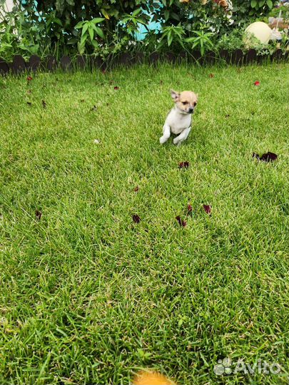 Мини той-терьер щенки