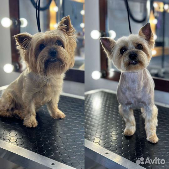 Грумер на дому