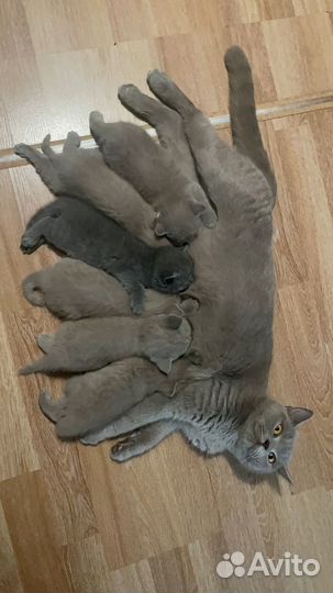 Британские котята