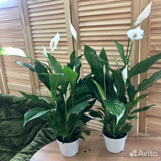 Комнатные растения