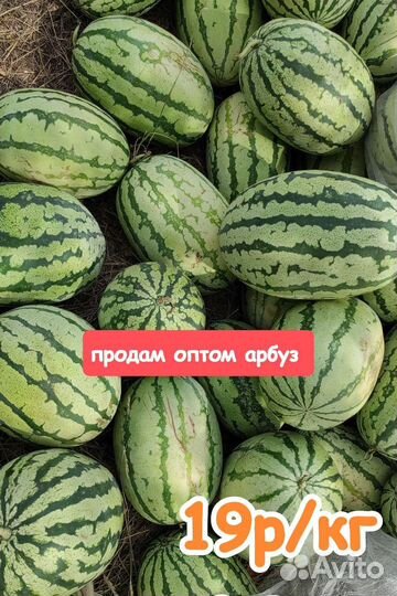 Арбуз оптом
