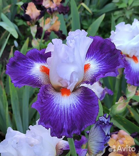 Ирисы высокие бородатые