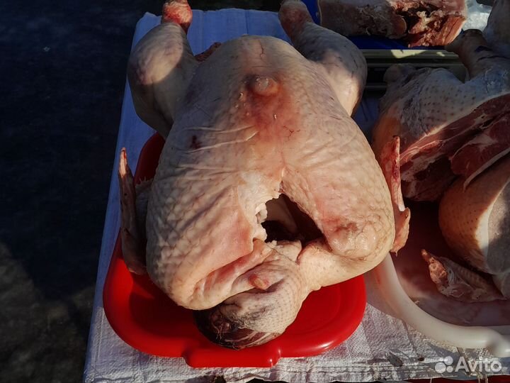Мясо индюка