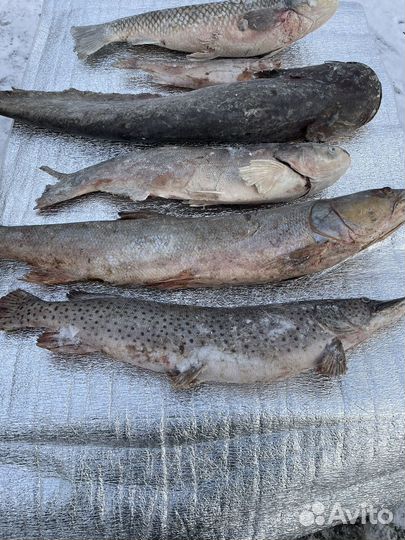 Рыба Дальневосточная