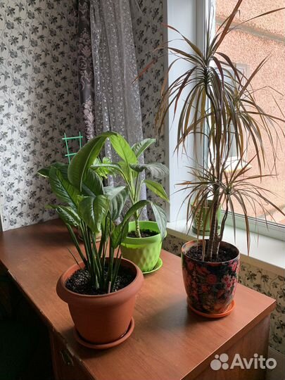 Домашние растения, цветы