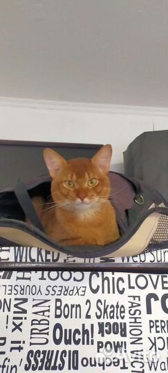 Приглашаем невесту на вязку)