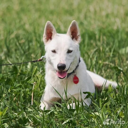 Отдам собаку с эльфийской внешностью 43 в холке