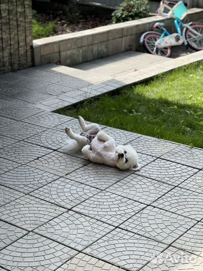 Вязка Бишон фризе