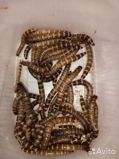 Кормовые насокомые Зоофобас зофобас