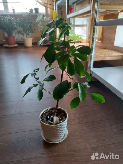 Фикус тоннинги