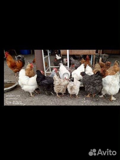 Домашние куриные яйца