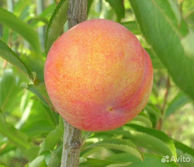 Саженец Шарафуга