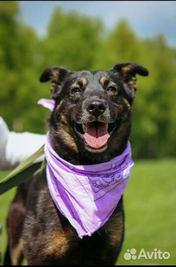 Собака в добрые руки