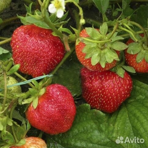 Клубника «Гигантела»