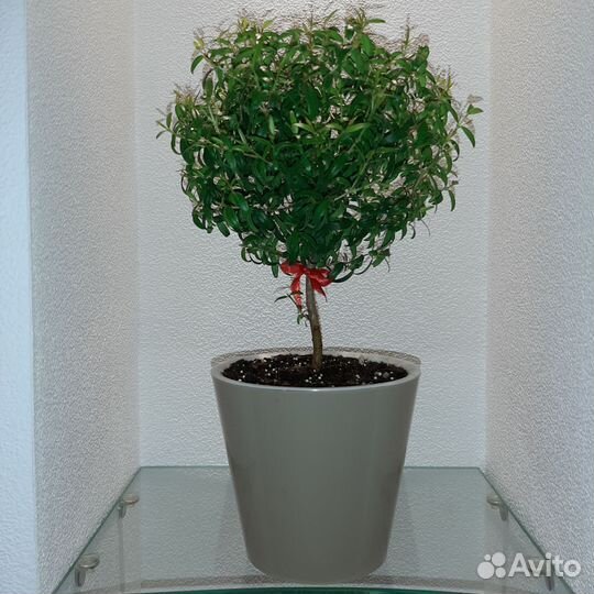 Миртовое дерево. Укоренённые черенки Мирта