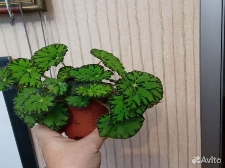 Бегония, монстера Манки,хойя