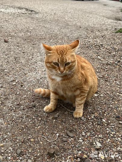 Котик ищет дом