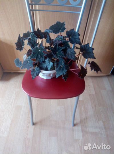 Цветок большой 1 шт. бегония