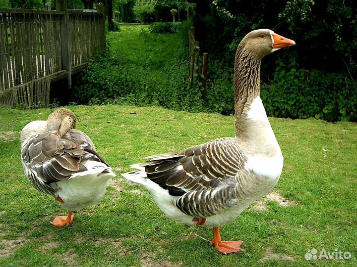 Домашние гуси