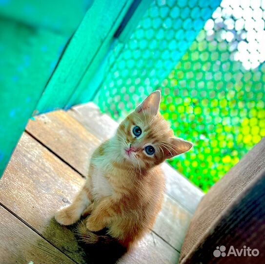 Кошка в дар бесплатно