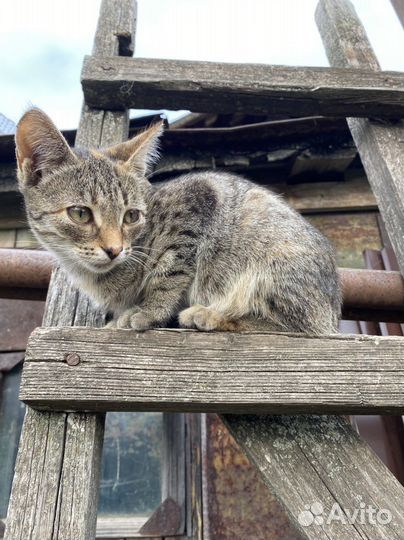 Котята