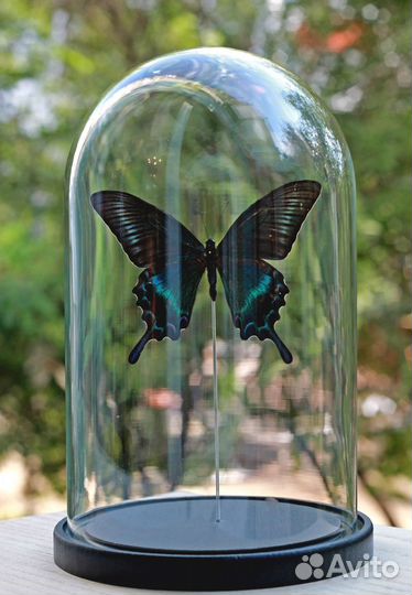 Бабочка под куполом