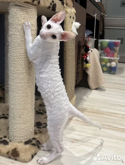 Клубные котята