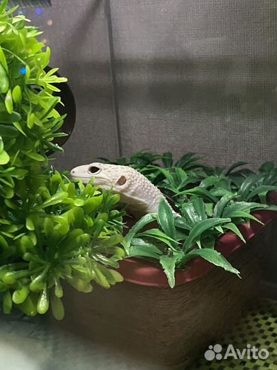 Эублефар самка