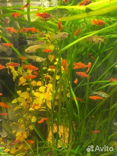 Аквариумные рыбки и растения