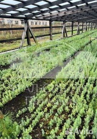 Голубая ель зкс сеянцы