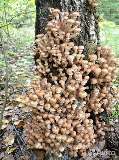 Грибы опята свежие 13.10