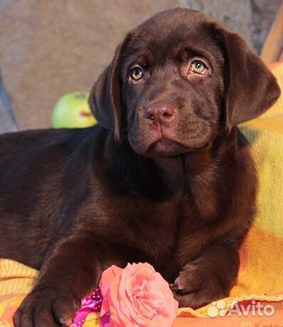 Проф.питомник предлагает