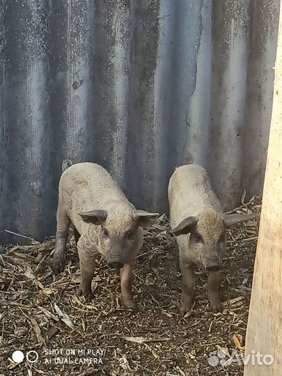 Поросята венгерской мангалицы