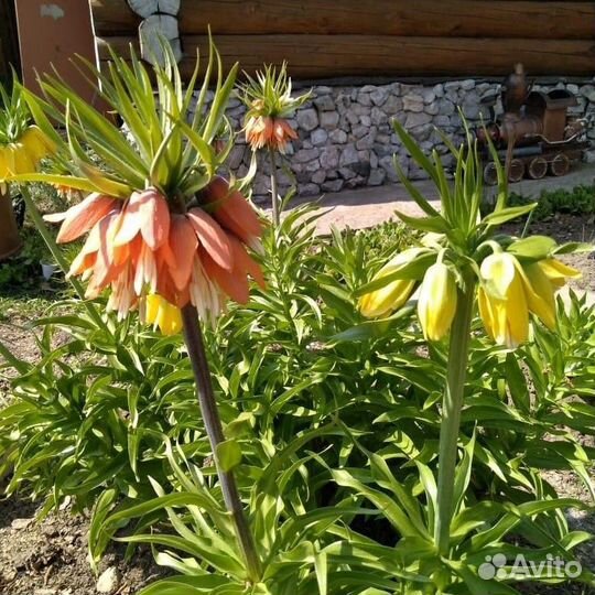 Рябчик императорский