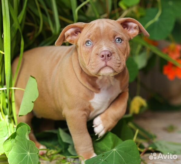 Американский булли девочки