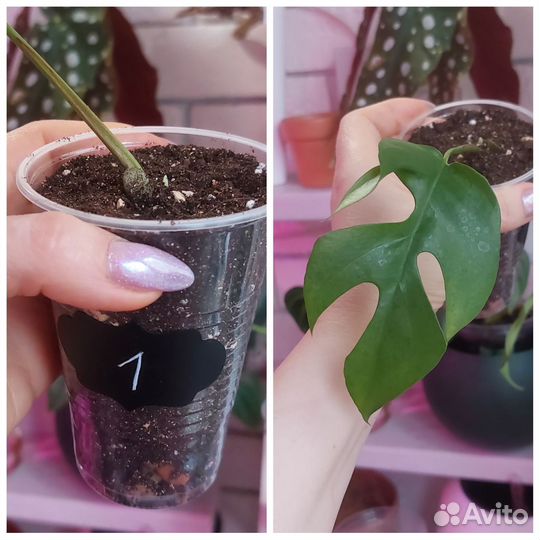 Монстеры и другие растения