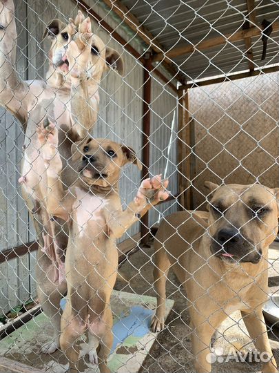 Щенок Амстафф