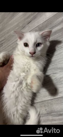 Мэйкун котята