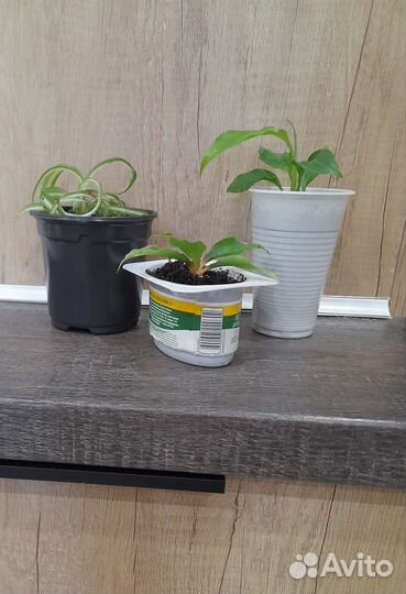 Набор растений