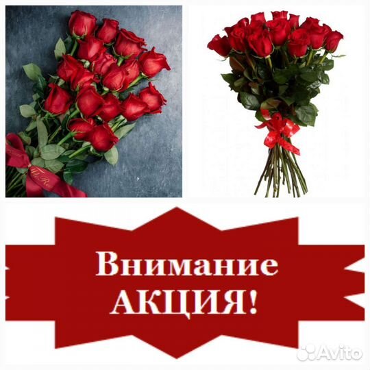 Цветы Розы эквадор 60-70см