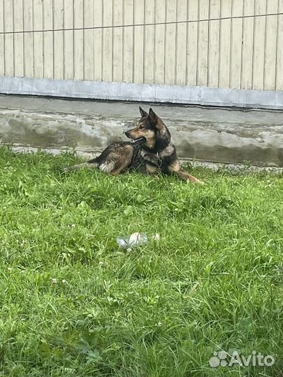 Животные в добрые руки