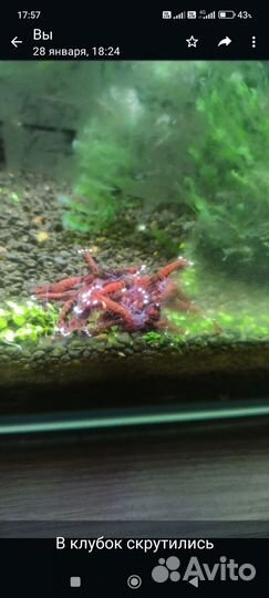 Аквариумные Креветки Ruby Red