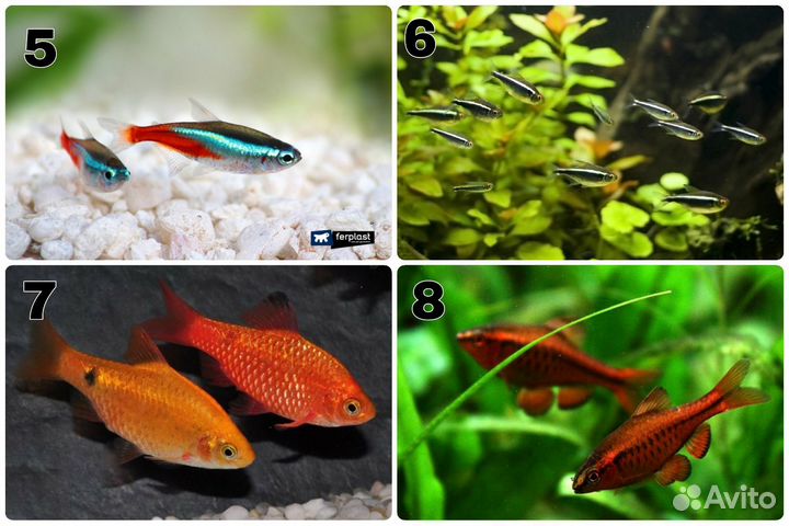 Аквариумные рыбки. Обновление от 14.05.24
