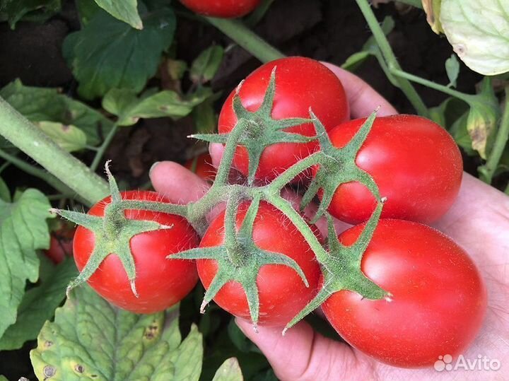 Семена Томата 